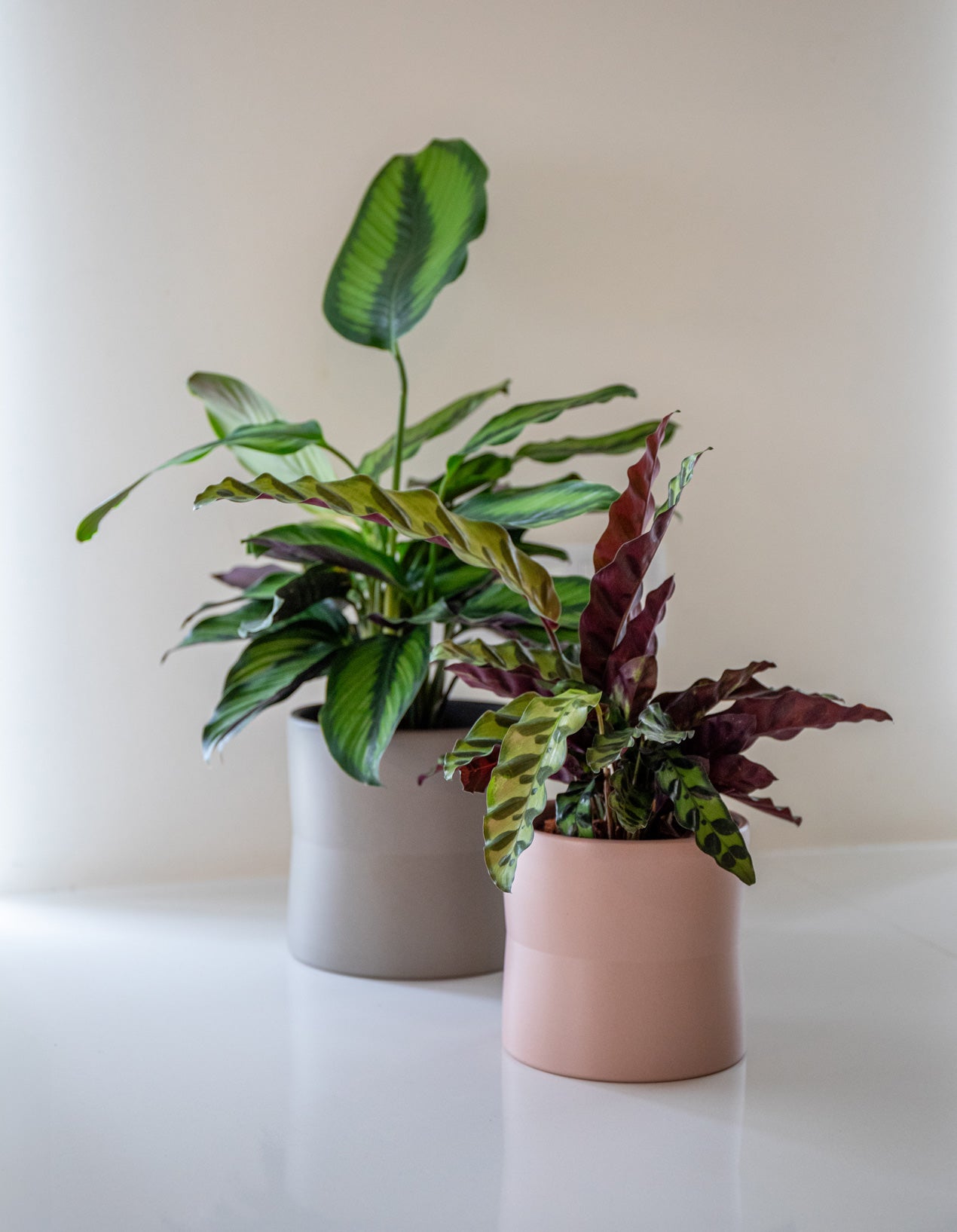 Diana Ceramic Pot - Various Options