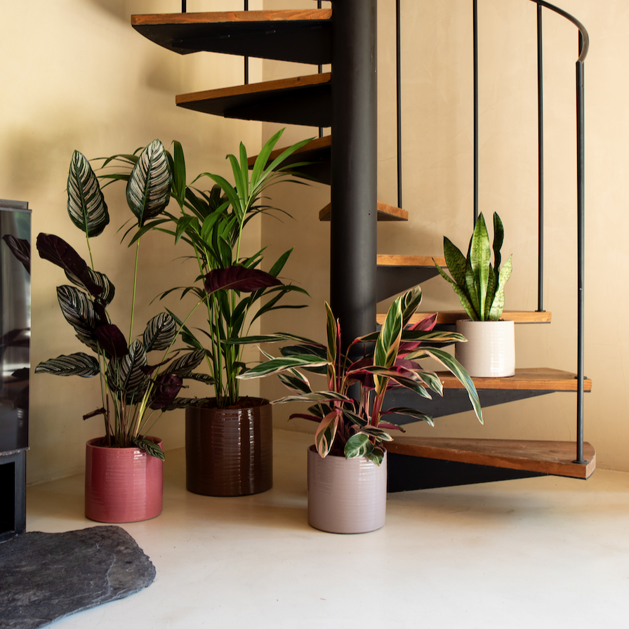 Handmade Ceramic Pot - Fortuna- Various Options