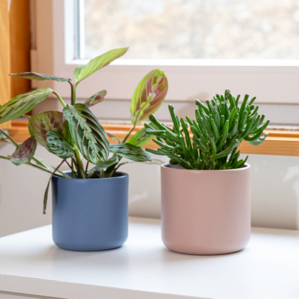 Juno Ceramic Pot - Various Options