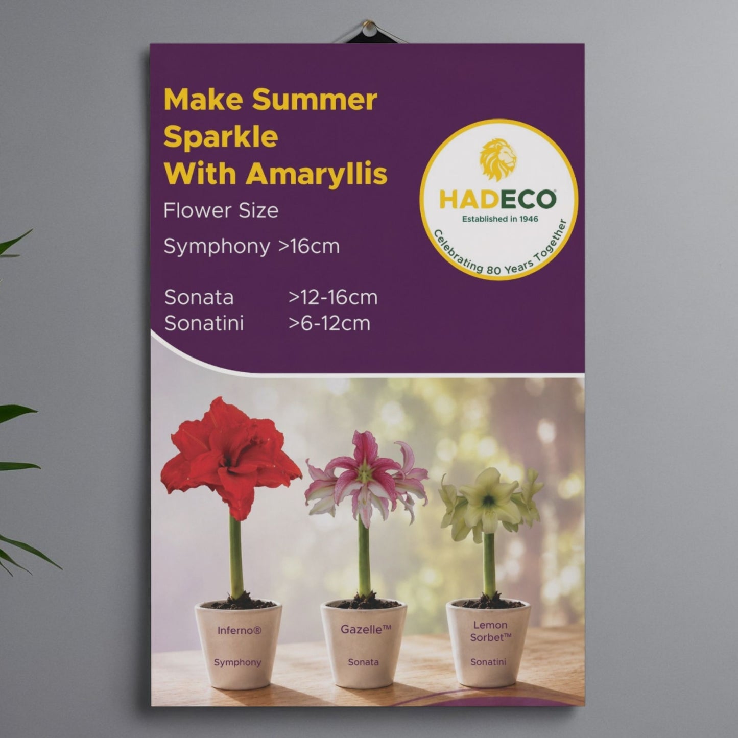 Set of 5 Complimentary Posters