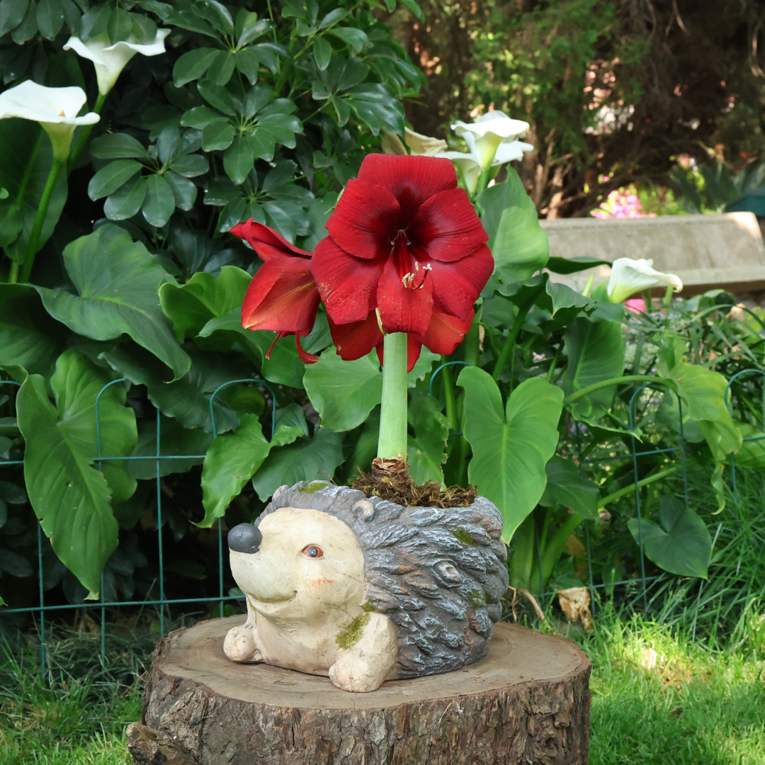 Big Hedgehog Planter