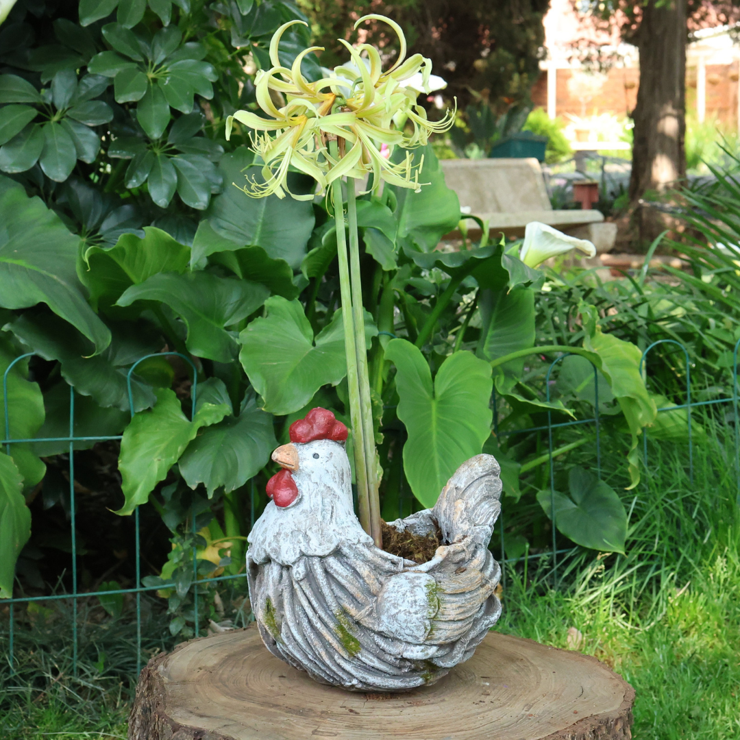 Big Chicken Planter