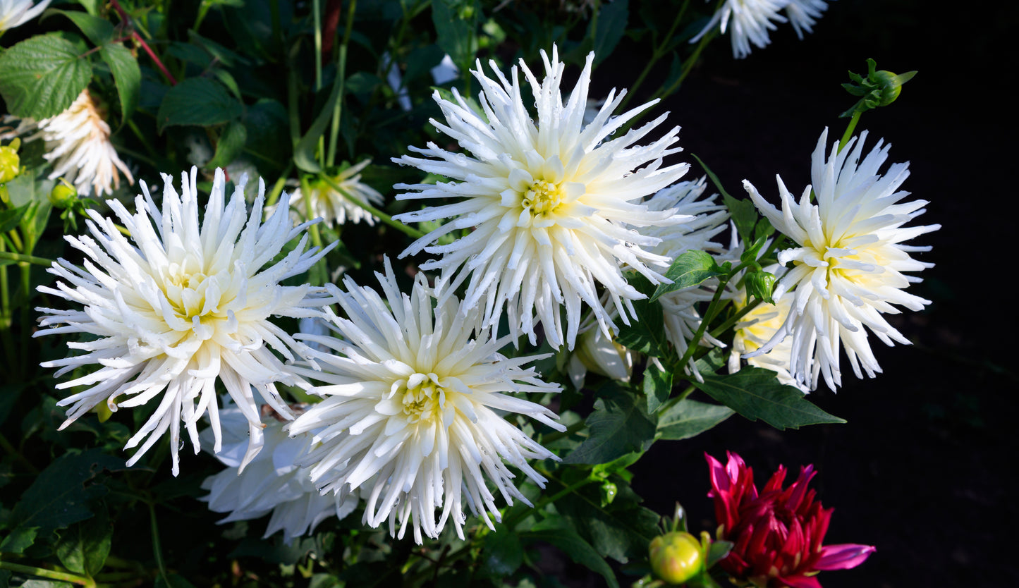 Dahlia Cactus - Playa Blanca - 1 bulb p-pack (6567)