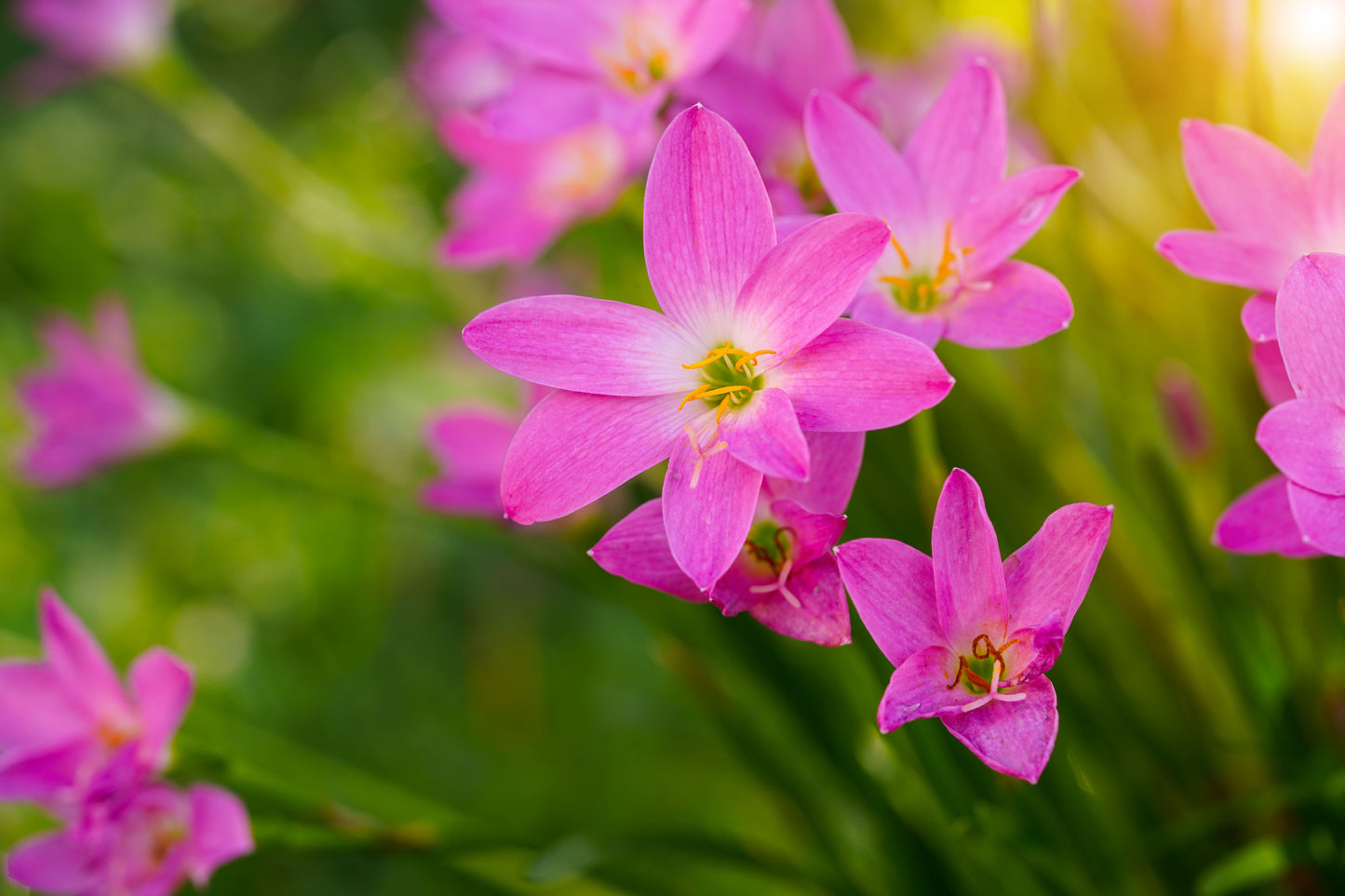 Zephyranthes - Robusta Pink - 30 bulbs p-pack (4140)