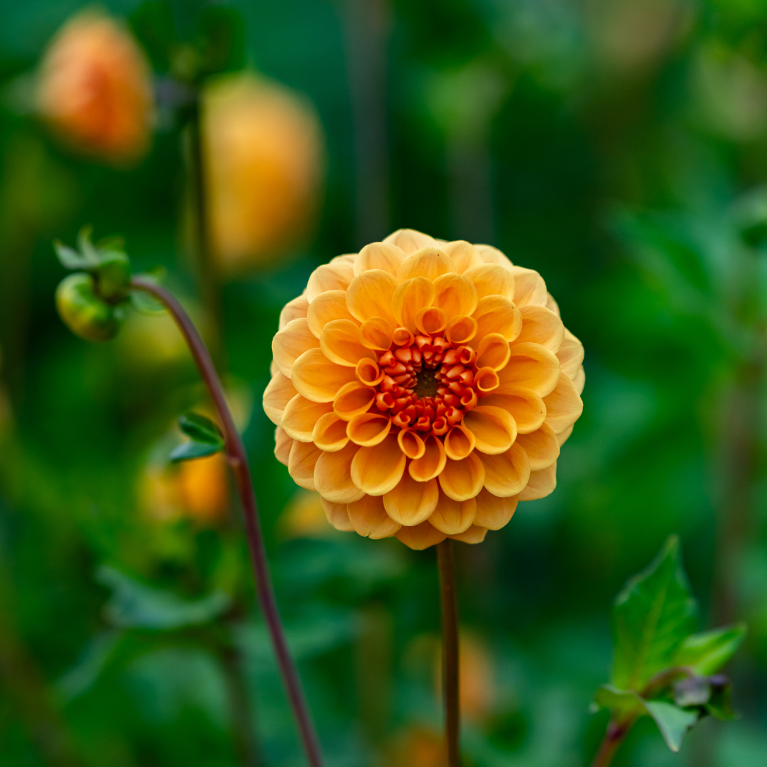 Dahlia Pompon - Amusing - 2 bulbs p-pack (237)