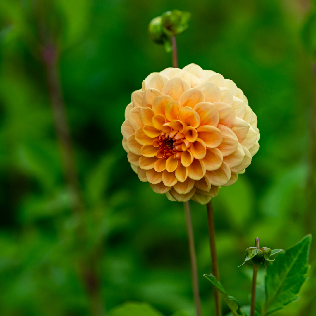 Dahlia Pompon - Amusing - 2 bulbs p-pack (237)