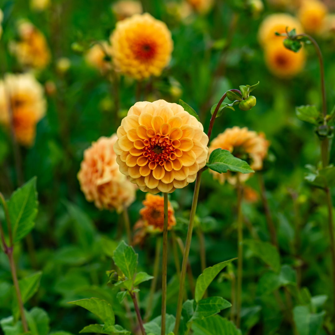 Dahlia Pompon - Amusing - 2 bulbs p-pack (237)