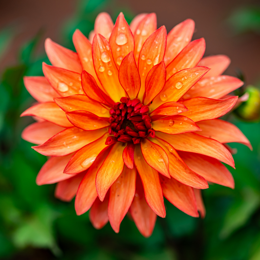 Dahlia Border - Autumn Fairy - 2 bulbs p-pack (431)