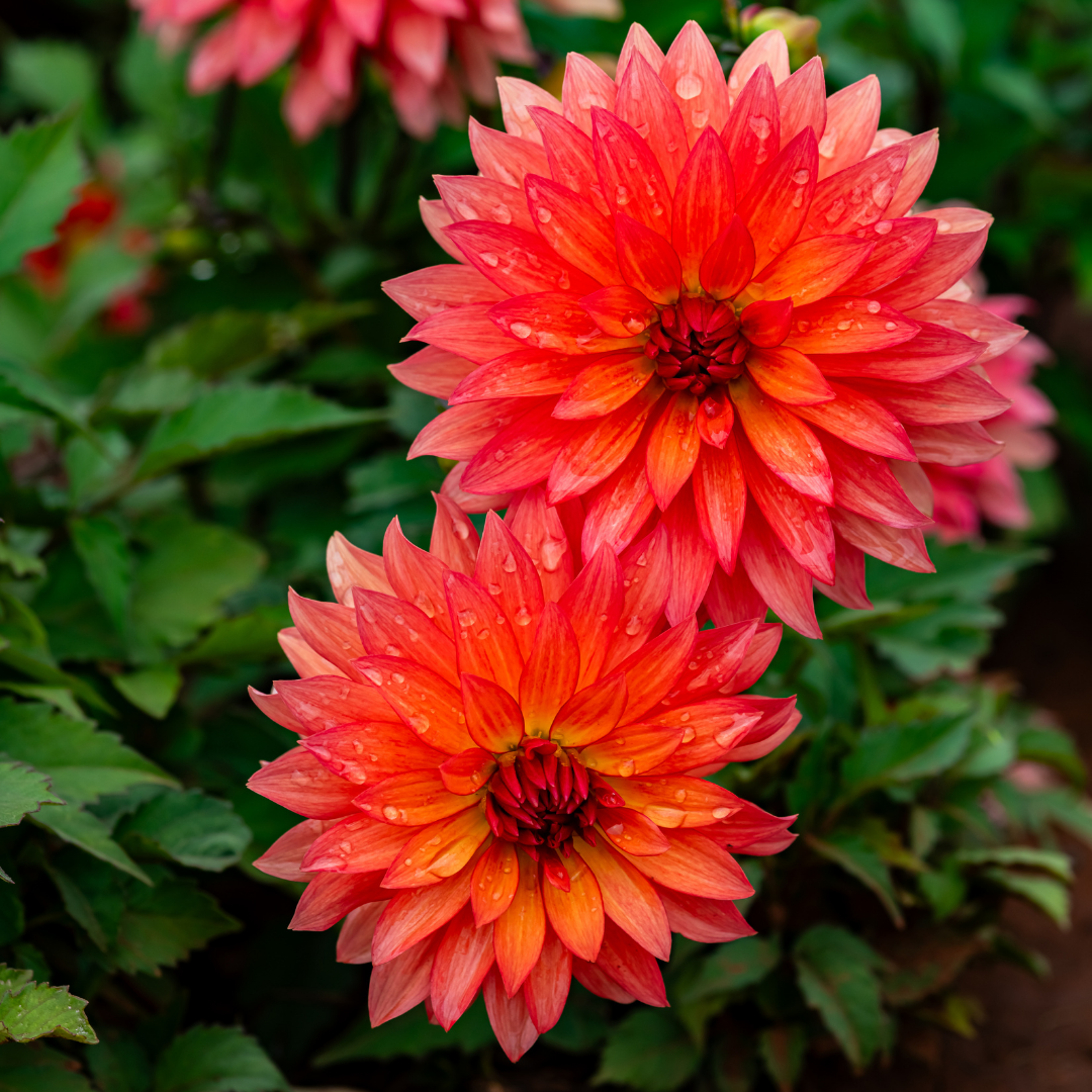 Dahlia Border - Autumn Fairy - 2 bulbs p-pack (431)