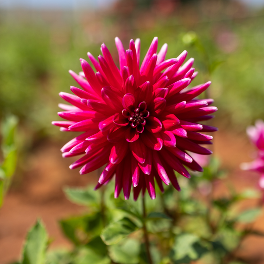 Dahlia Cactus - Cheerio - 1 bulb p-pack (85)