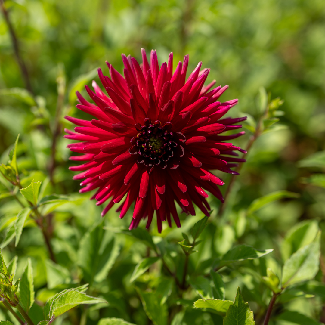 Dahlia Cactus - Cheerio - 1 bulb p-pack (85)