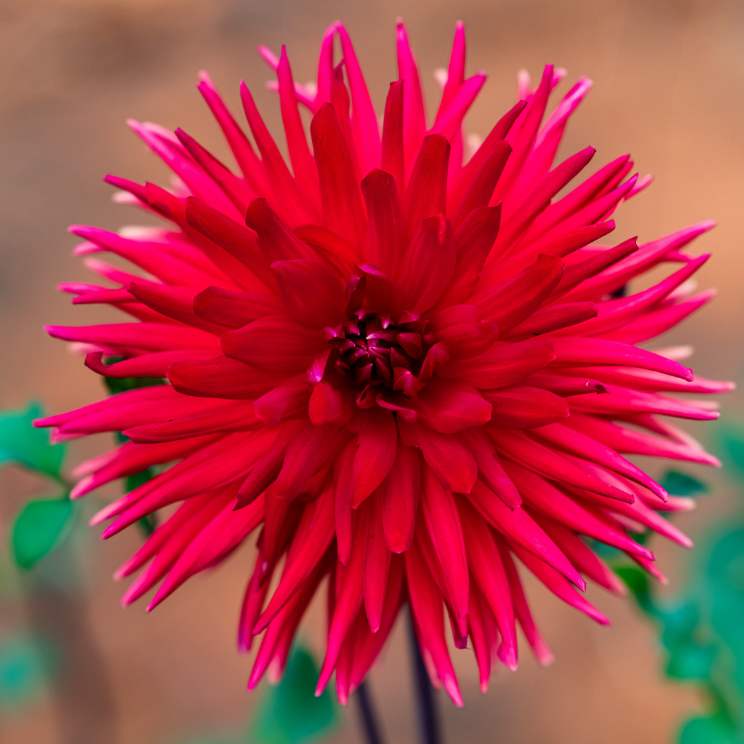 Dahlia Cactus - Cheerio - 1 bulb p-pack (85)