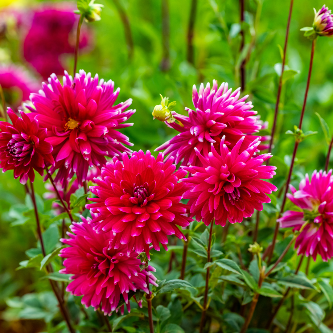 Dahlia Cactus - Cheerio - 1 bulb p-pack (85)