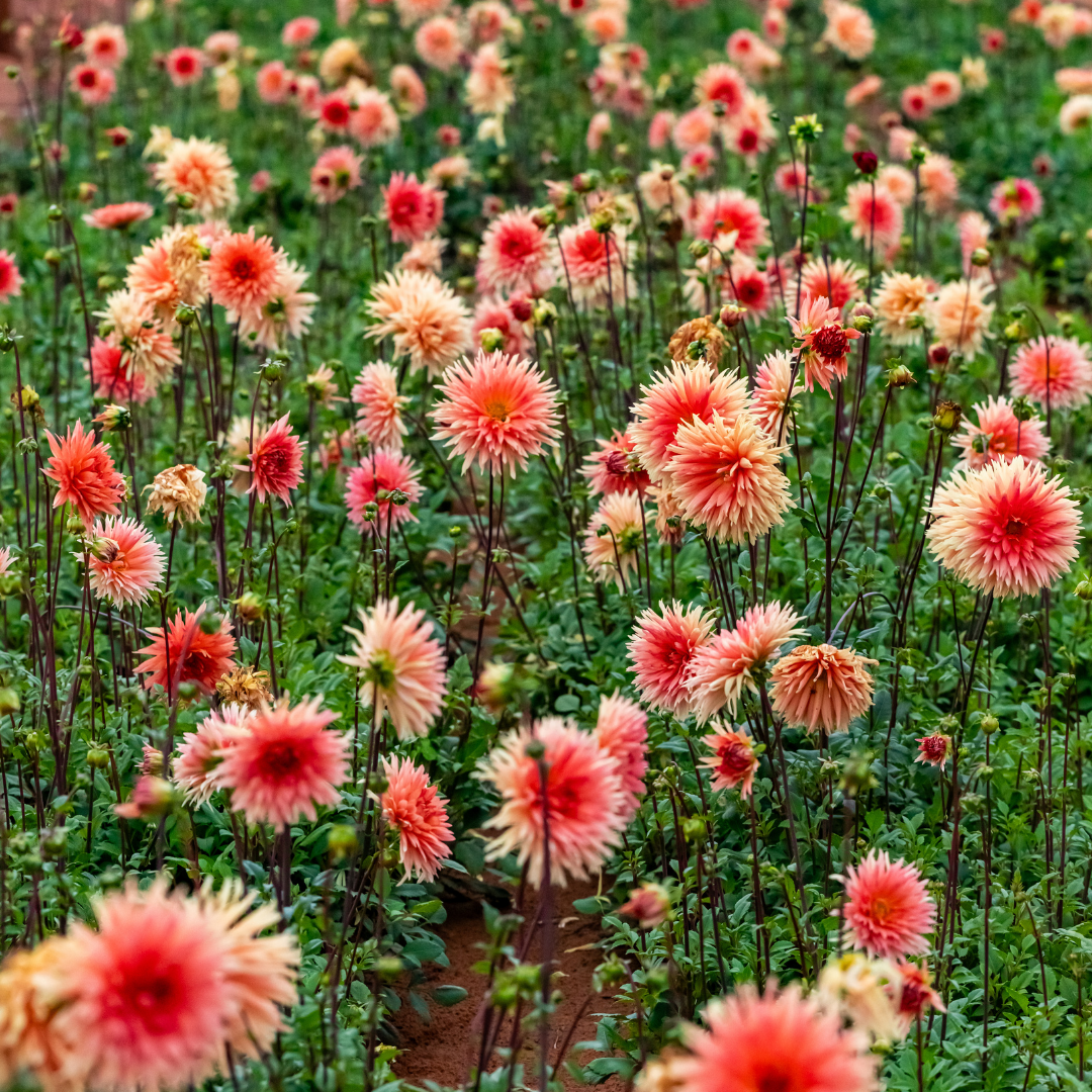 Dahlia Cactus - Colour Spectacle - 1 bulb p-pack (83)