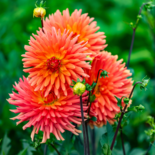 Dahlia Cactus - Colour Spectacle - 1 bulb p-pack (83)
