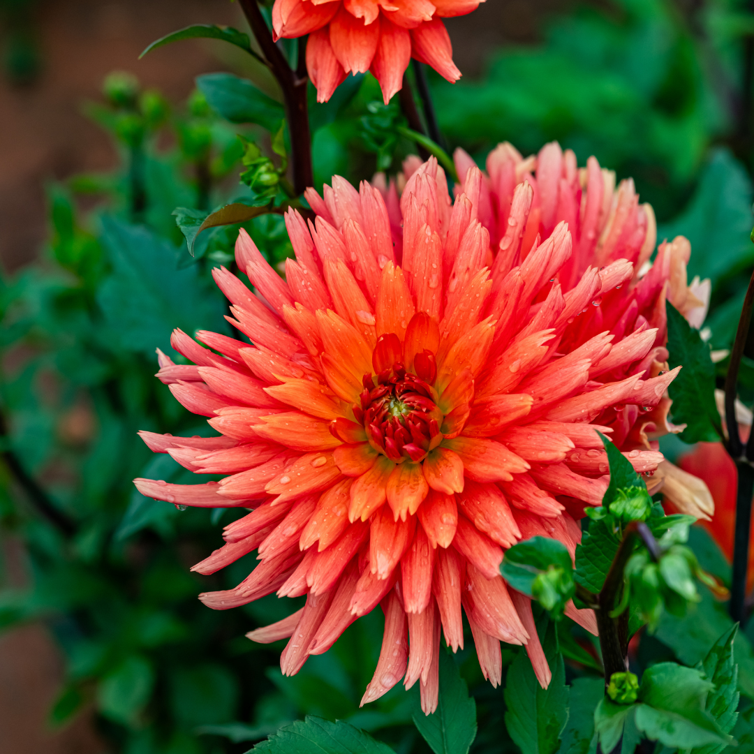Dahlia Cactus - Colour Spectacle - 1 bulb p-pack (83)