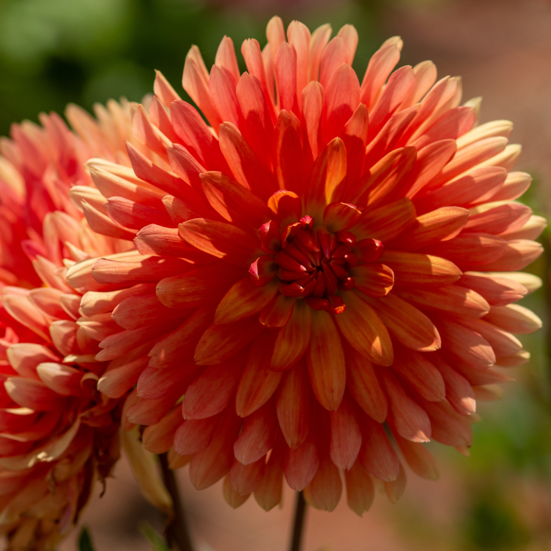Dahlia Cactus - Orange - 2 bulbs p-pack (803)