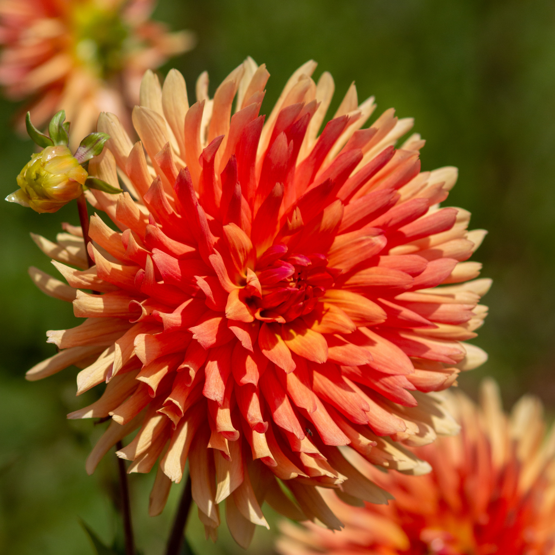 Dahlia Cactus - Orange - 2 bulbs p-pack (803)