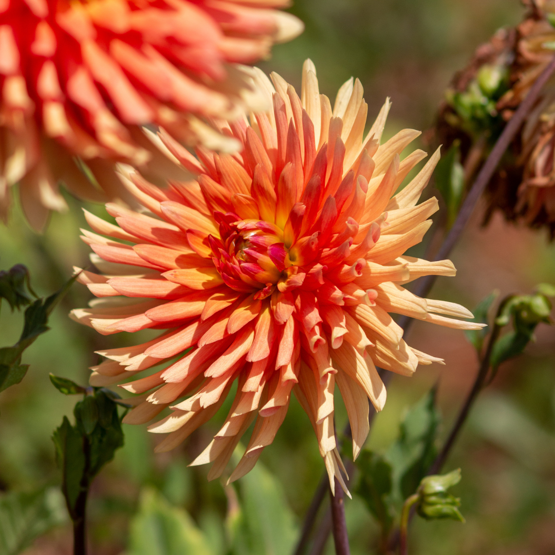 Dahlia Cactus - Orange - 2 bulbs p-pack (803)