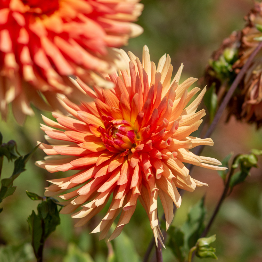 Dahlia Cactus - Orange - 2 bulbs p-pack (803)