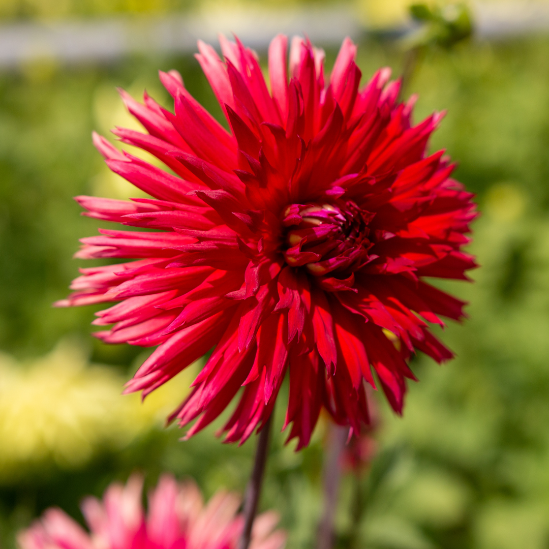 Dahlia Cactus - Red - 2 bulbs p-pack (804)