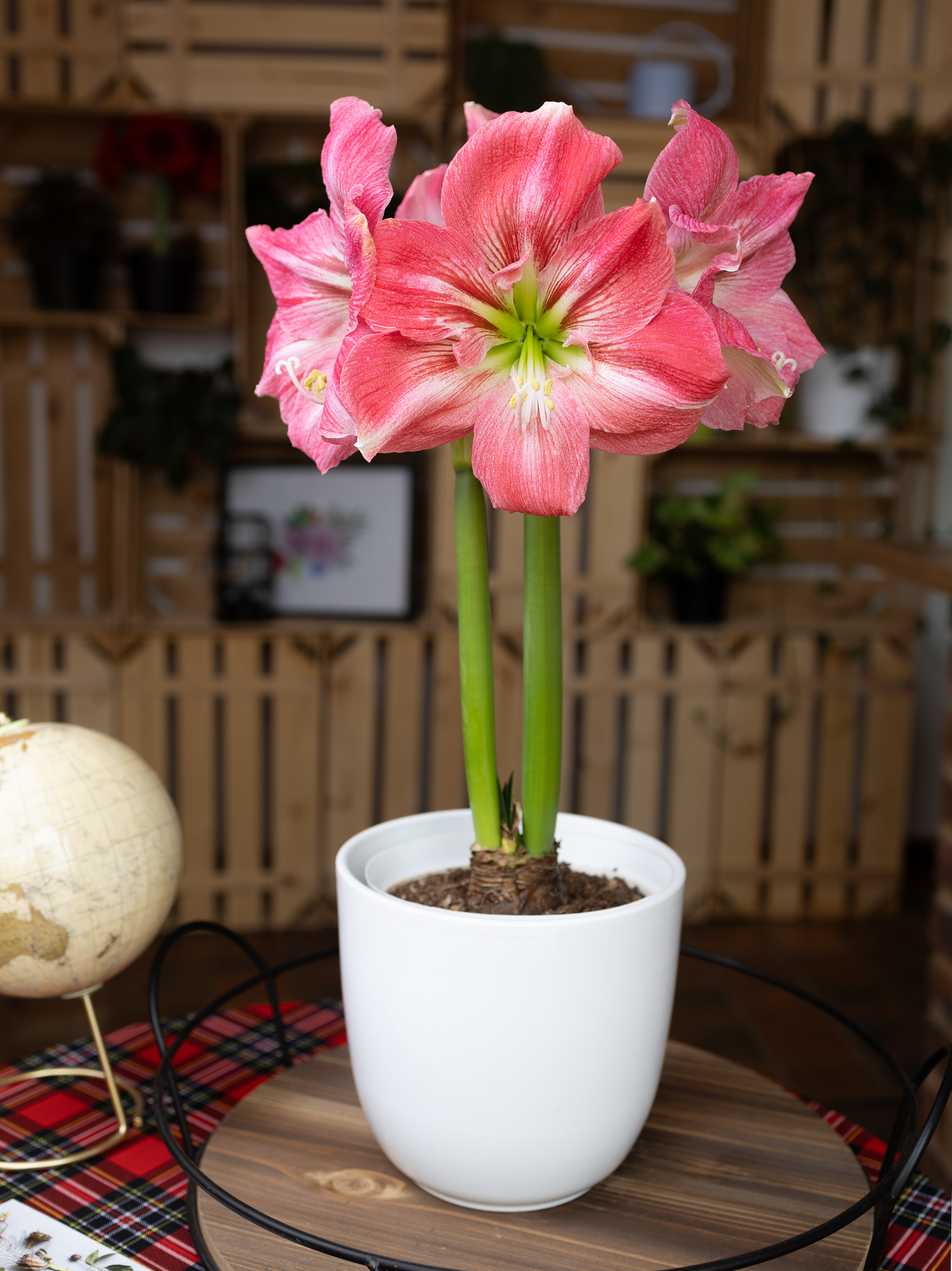 Amaryllis Symphony Single - Candy Floss™ - 1 bulb p-pack (652)