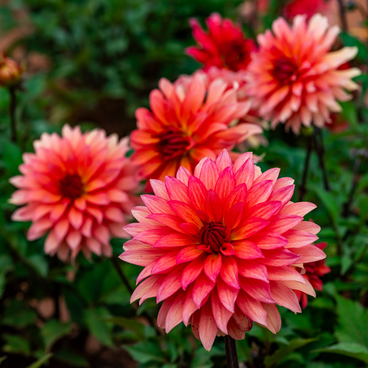Dahlia Border - Carola - 2 bulbs p-pack (465)