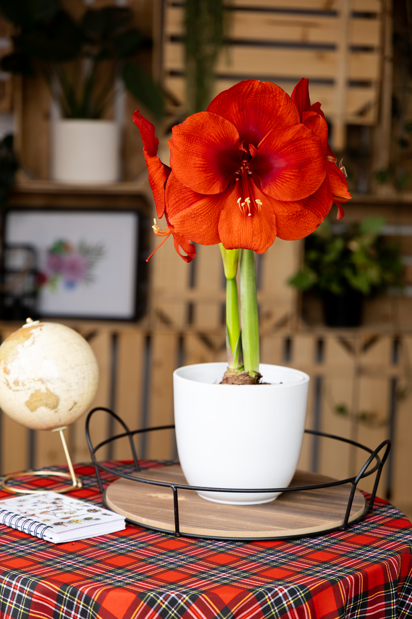 Amaryllis Symphony Single - Cayenne™ - 1 bulb p-pack (451)