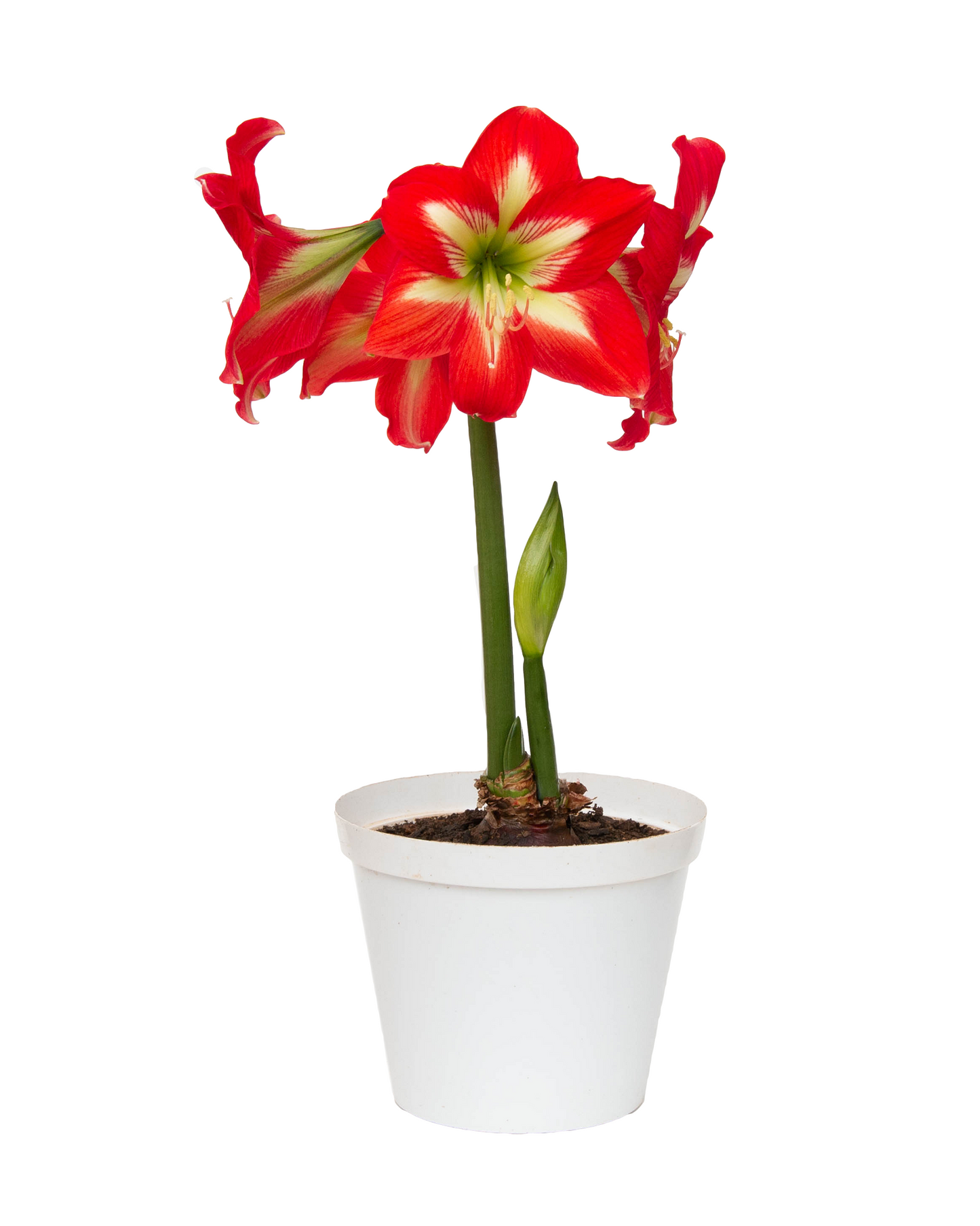Amaryllis Sonata Single - Christmas Star™ - 2 bulbs p-pack (425)