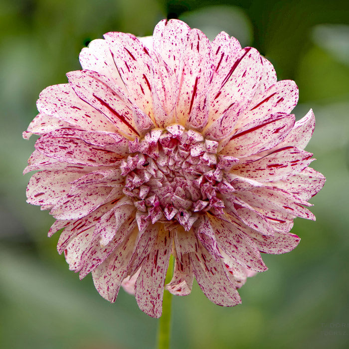 Dahlia Decorative - Avignon - 1 bulbs p-pack (6571)
