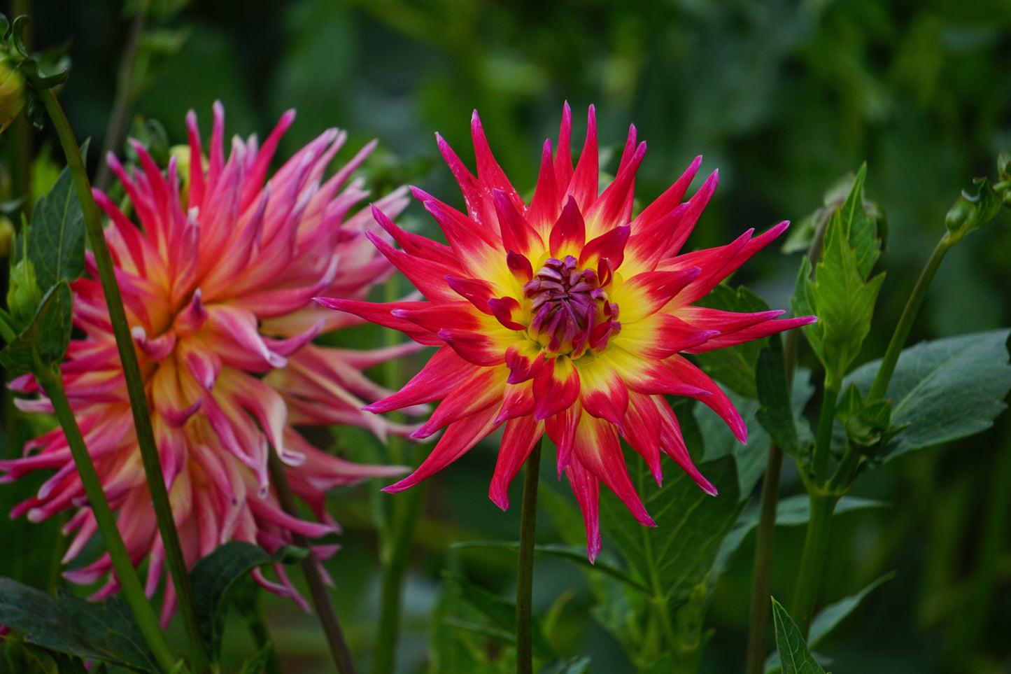 Dahlia Semi-Cactus - Electric Flash - 1 bulb p-pack (6569)