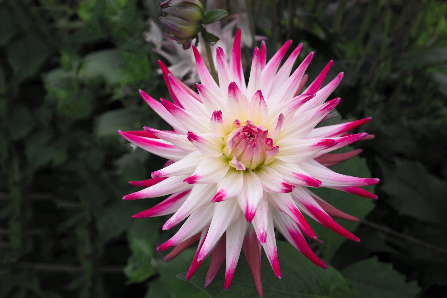 Dahlia Semi-Cactus - Jura - 1 bulb p-pack (6570)