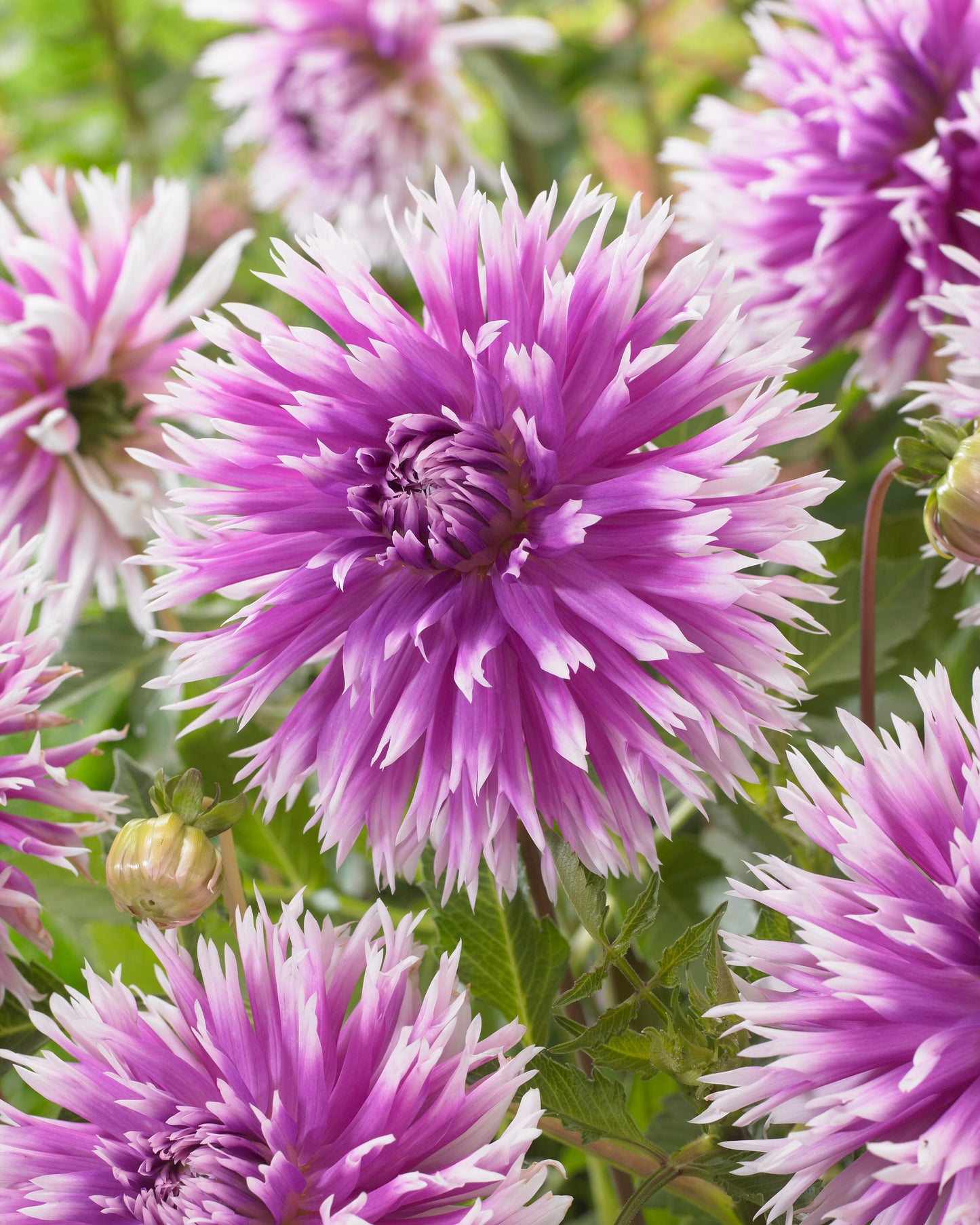 Dahlia Cactus - Table Tancer - 1 bulbs p-pack (6658)
