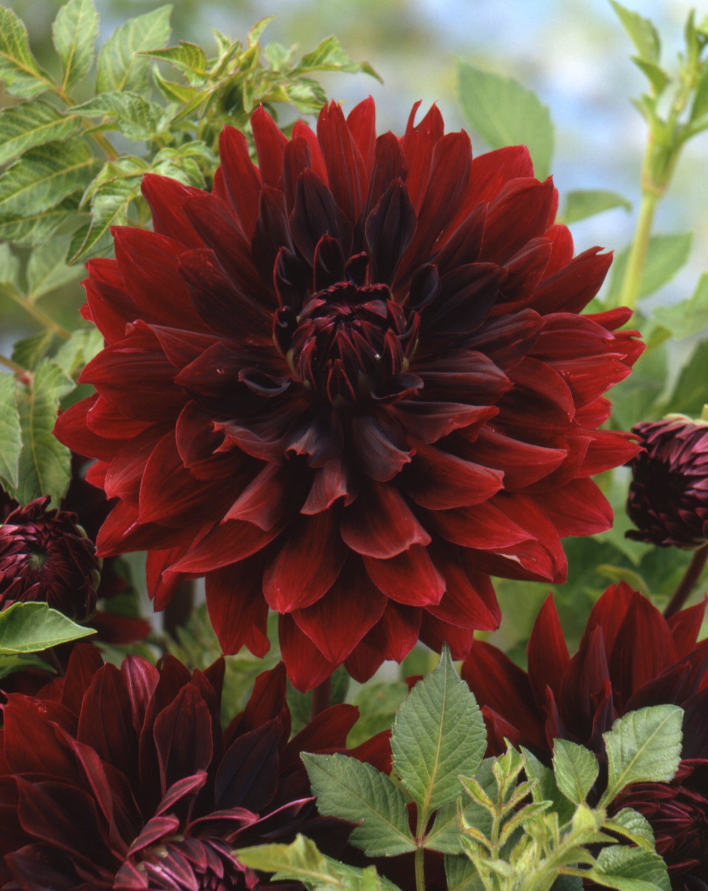 Dahlia Decorative - RIP City - 1 bulbs p-pack (6659)