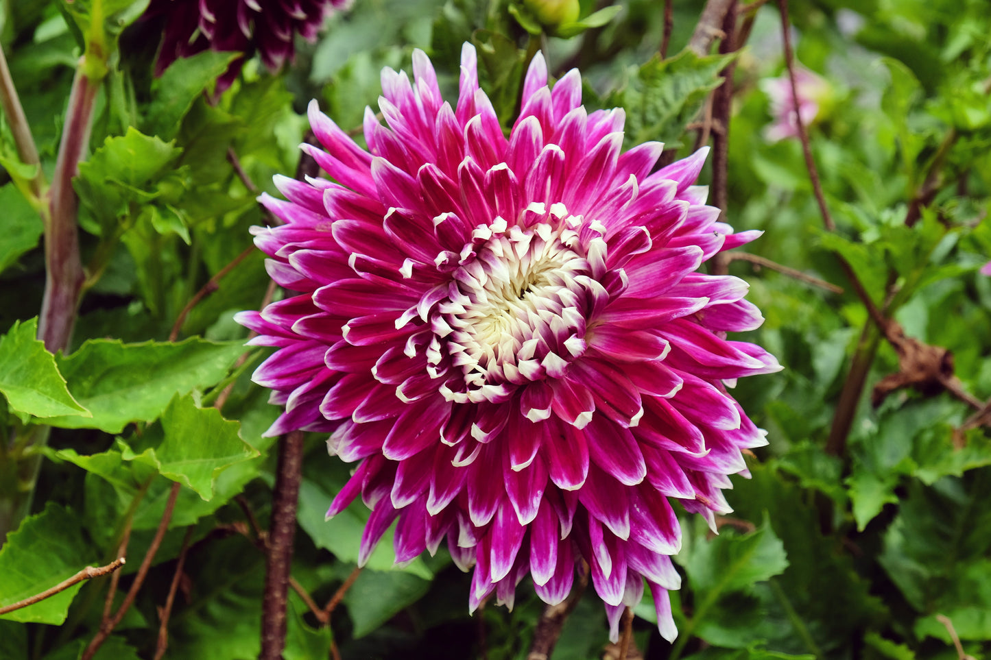 Dahlia Decorative - Vancouver - 1 bulbs p-pack (6576)
