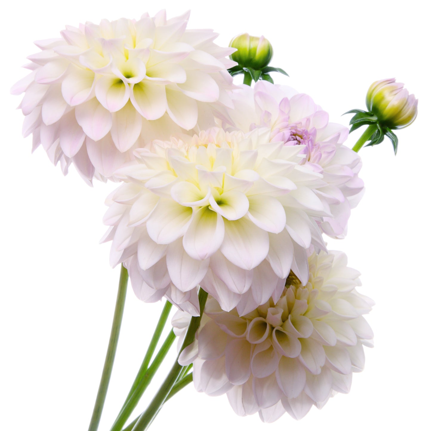 Dahlia Decorative - Wittem - 1 bulbs p-pack (6577)