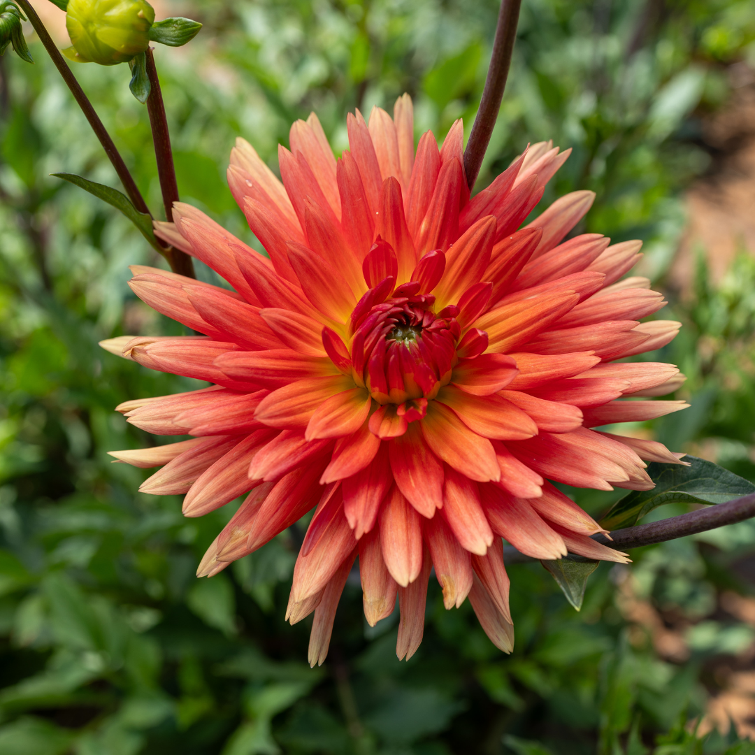 Dahlia Cactus Mev. Cl. Andries - 1 bulb p-pack (29)