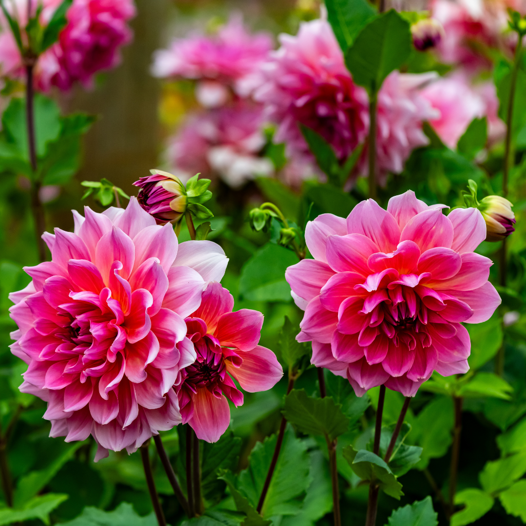 Dahlia Decorative - Pink - 2 bulbs p-pack (816)