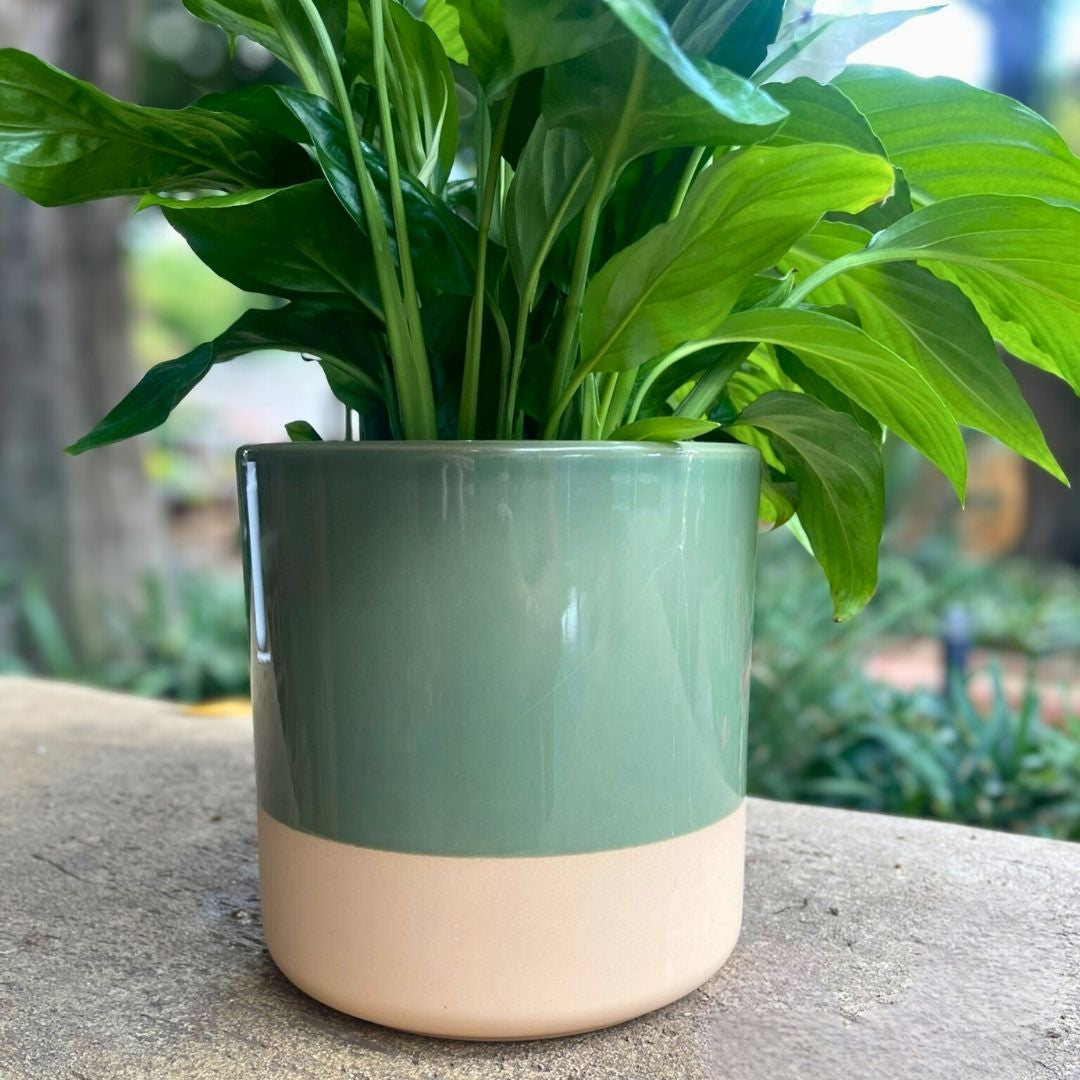 Cylinder Ceramic Dip-Dye Planter - Various Options