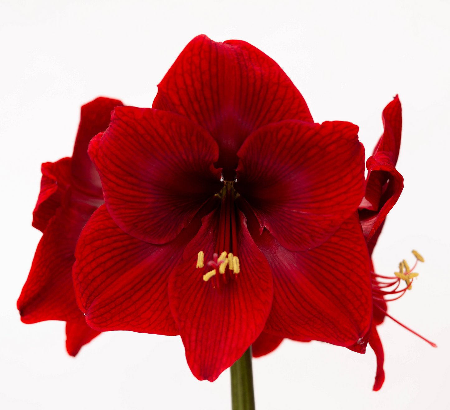 Amaryllis Sonata Single - Dynamite™ - 2 bulbs p-pack (426)