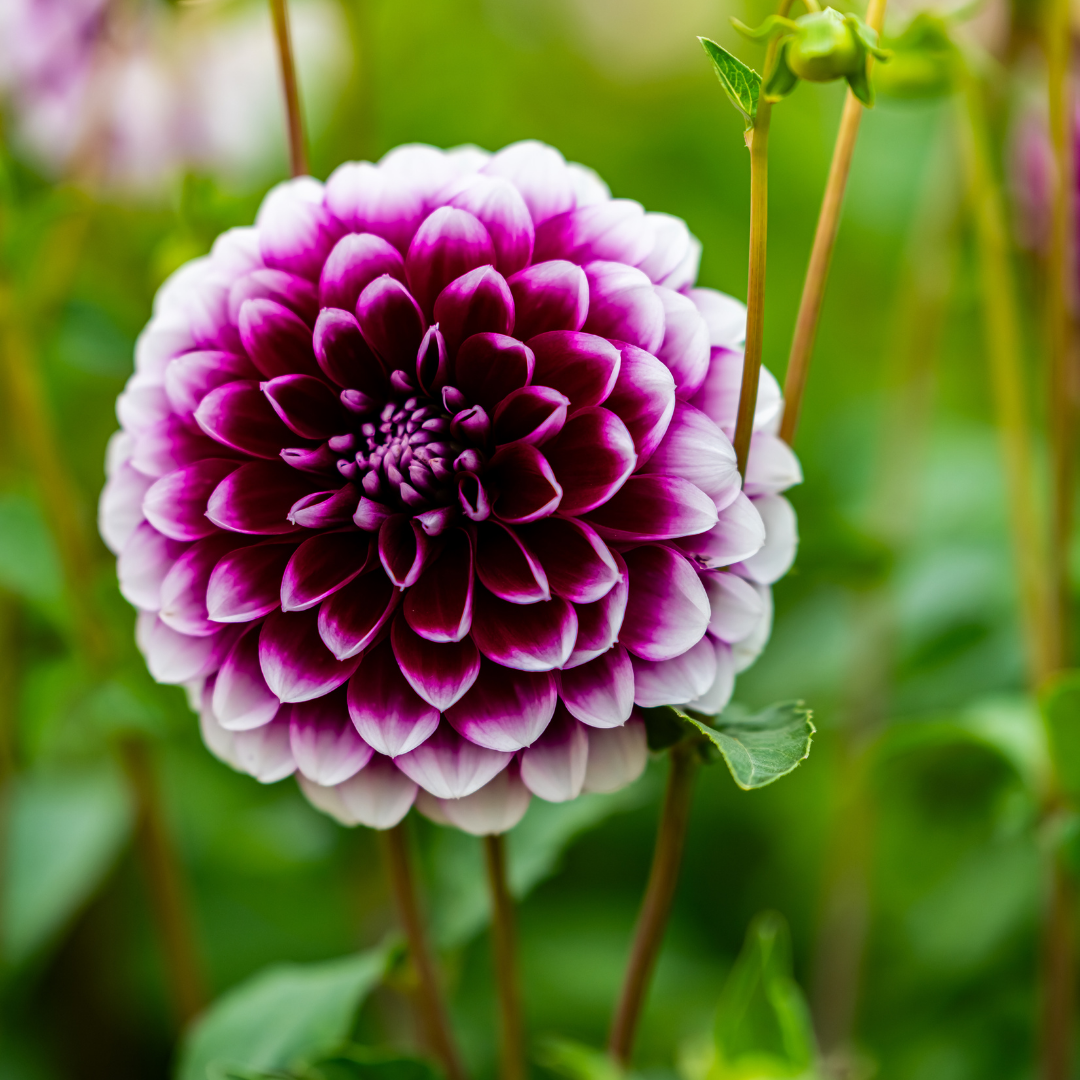 Dahlia Decorative - Edinburgh - 1 bulb p-pack (187)