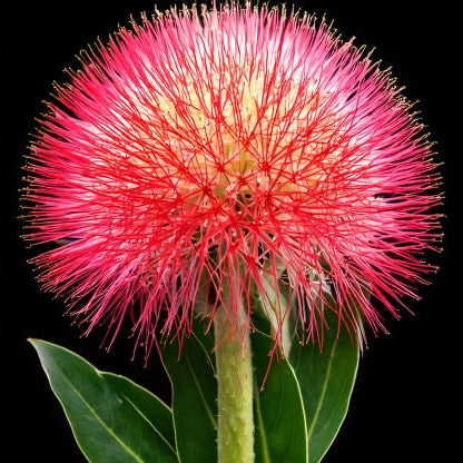 Scadoxus multiflorus - 2 bulbs p-pack