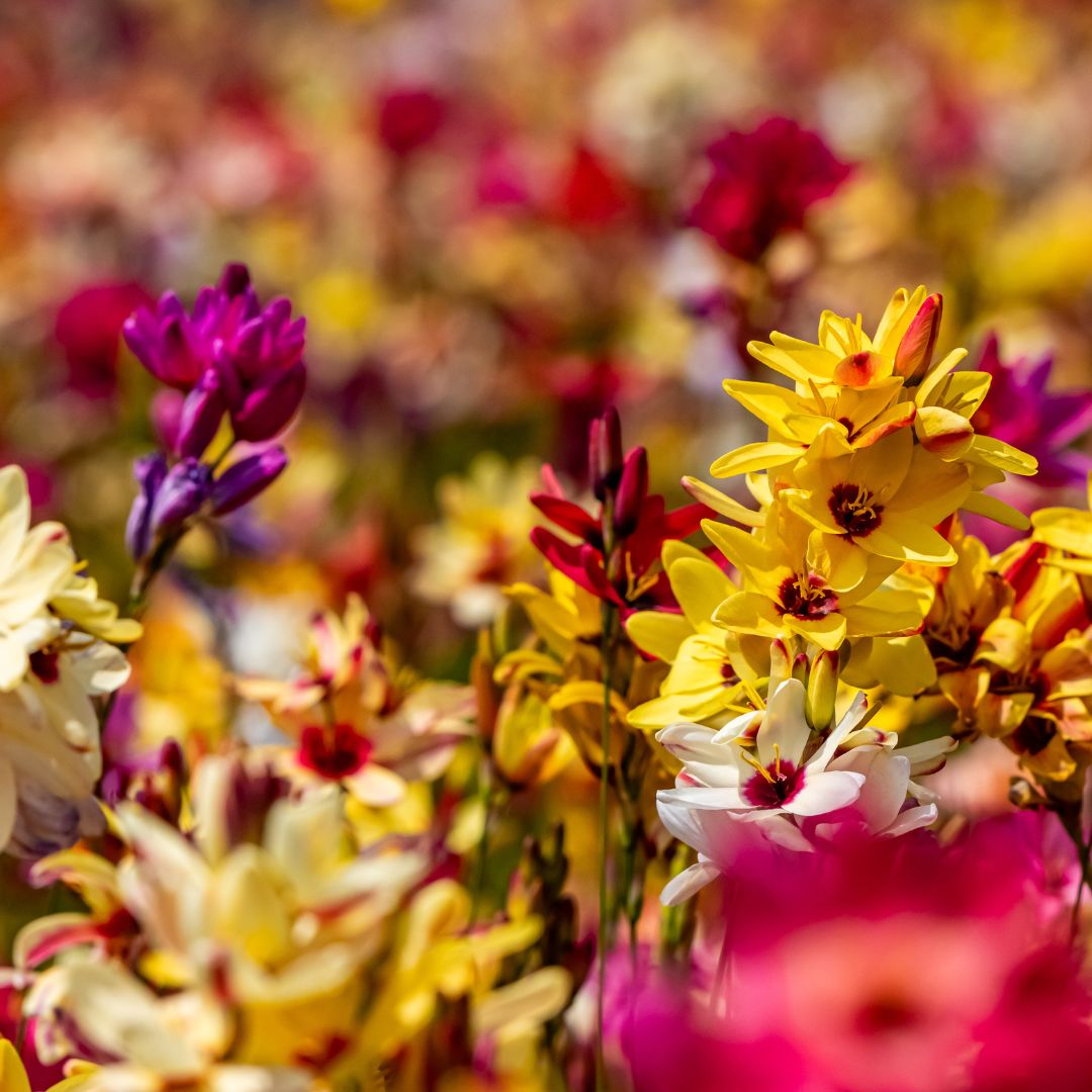 Ixias Mixed - 25 bulbs p-pack (16)