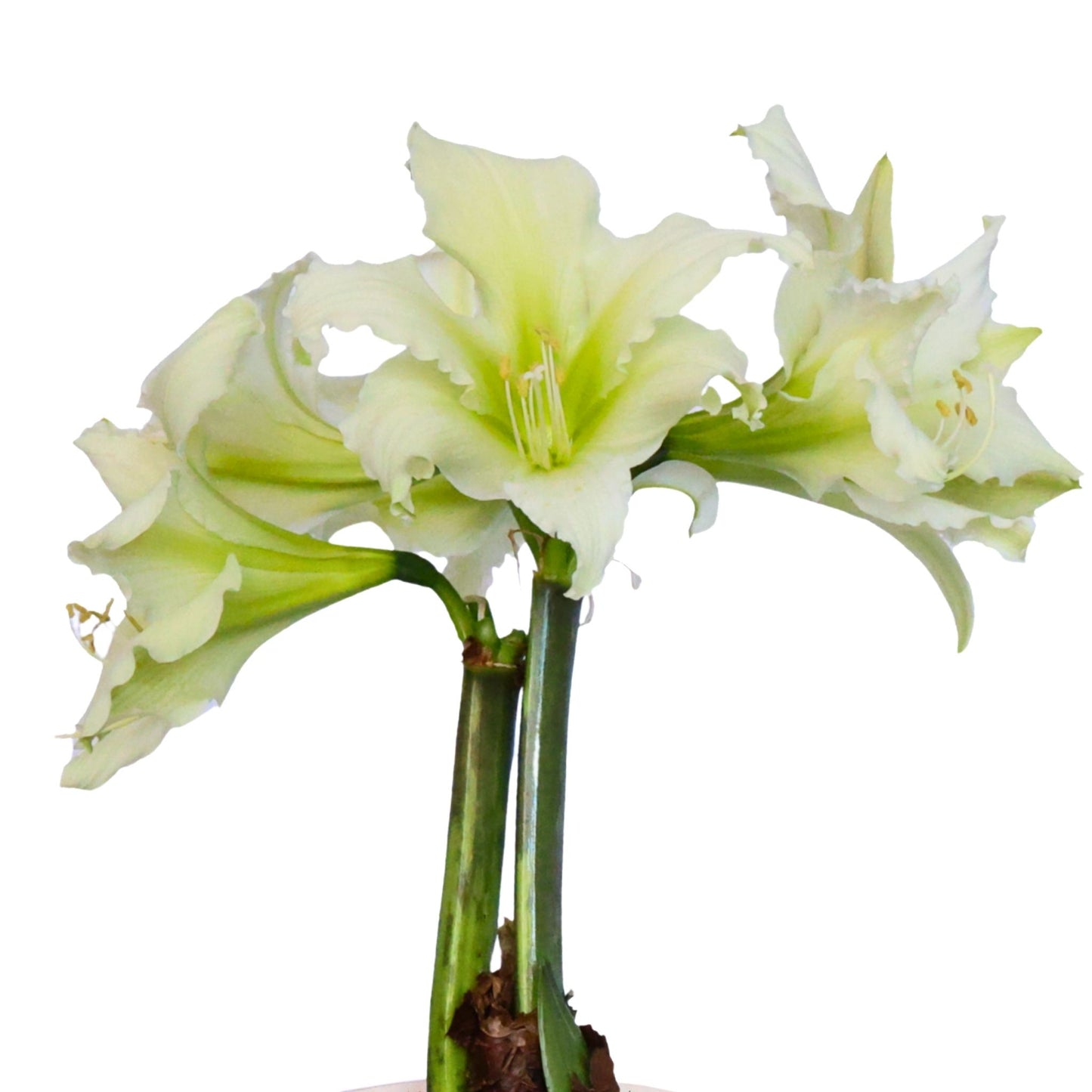 Amaryllis - Sonatini - Martini - 1 bulb p-pack (4905)