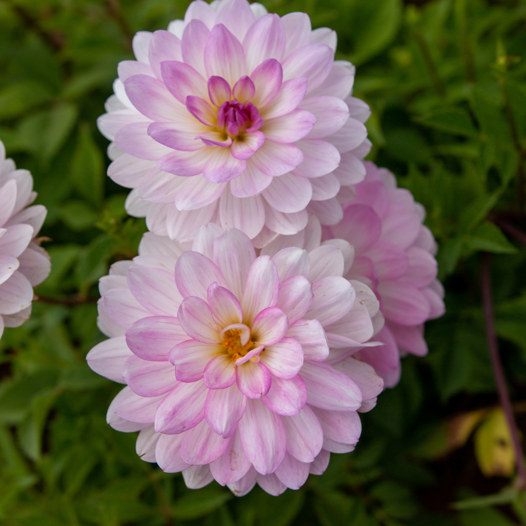 Dahlia Decorative - Nepos - 1 bulb p-pack (165)