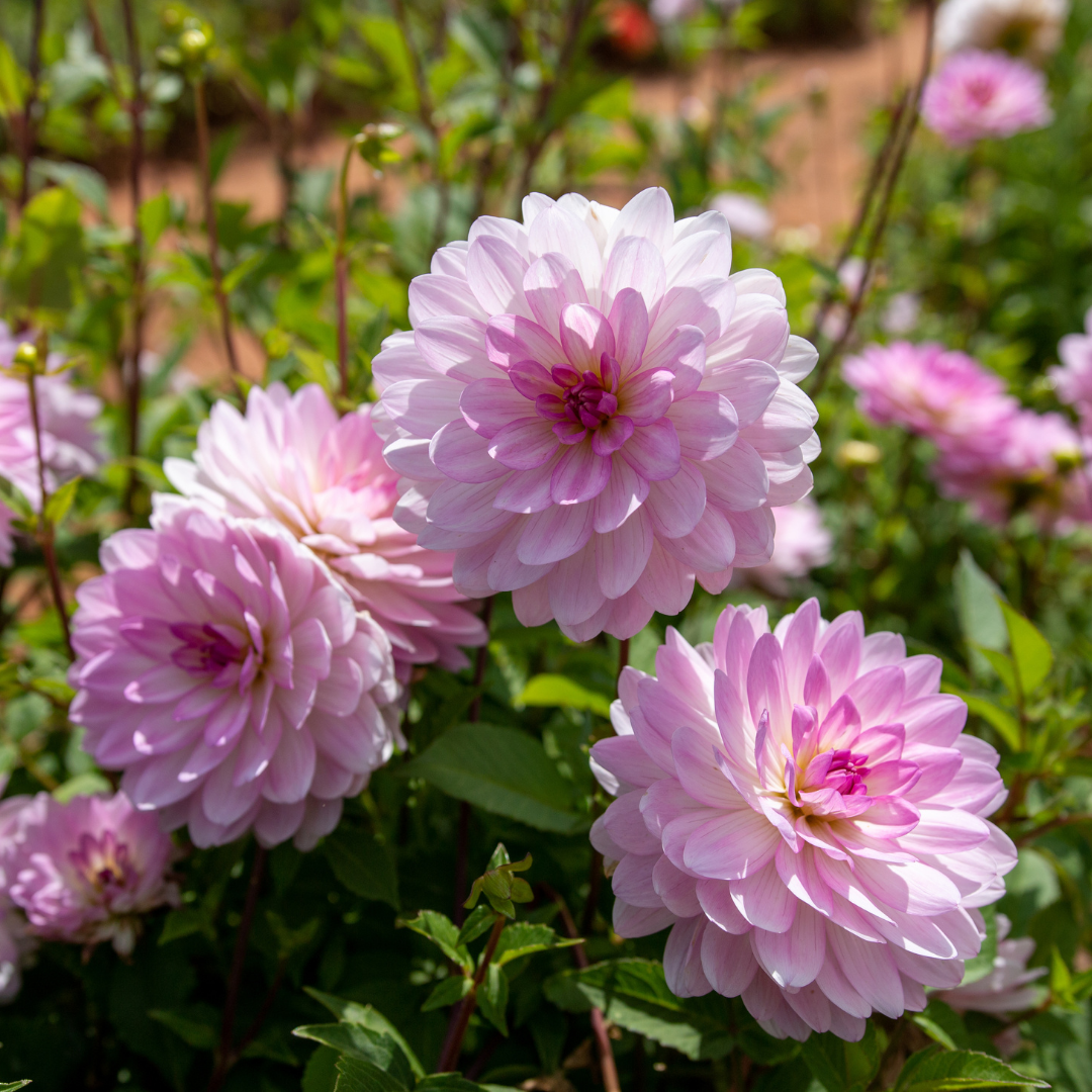 Dahlia Decorative - Nepos - 1 bulb p-pack (165)