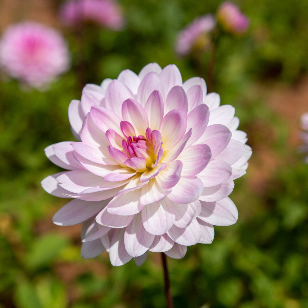 Dahlia Decorative - Nepos - 1 bulb p-pack (165)