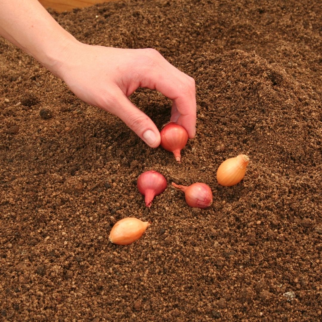 Onion - Mixed Sets - 35 bulbs p-pack (79)