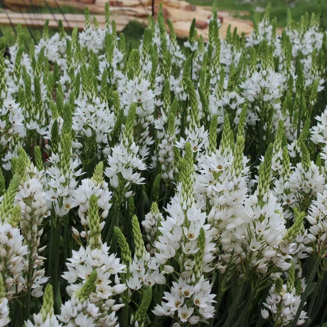 Ornithogalum - White (Large) - 25 bulbs p-pack (21)