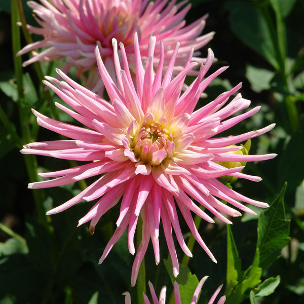 Dahlia Border - Park Princess - 2 bulbs p-pack (464)